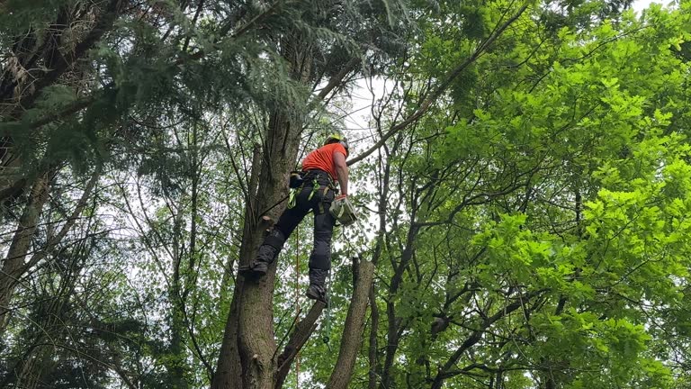 How Our Tree Care Process Works  in Rensselaer, NY